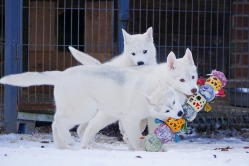 Hope - Wspolne zabawy szczeniat 11 tygodni